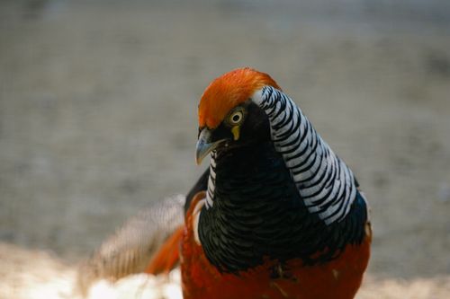 Free Detailed image of a beautiful Lady Amherst's Pheasant with vibrant plumage in an outdoor setting. Stock Photo