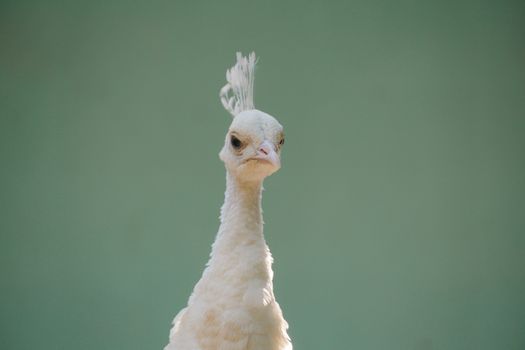Stunning white peacock portrait with a soft green background, showcasing its elegance.