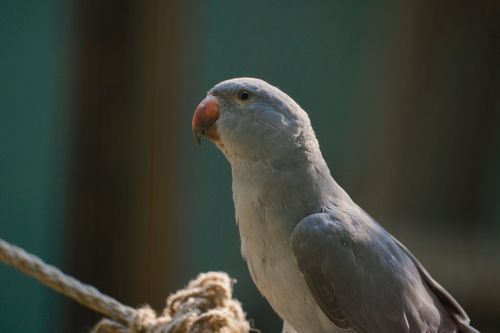 Free A detailed portrait of a grey parrot perched on a rope in a European zoo setting. Stock Photo