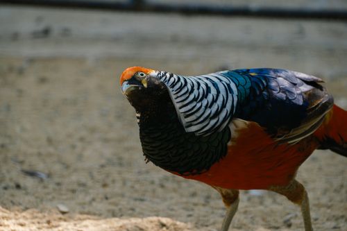 Free A vibrant male Golden Pheasant displaying colorful plumage in an outdoor setting in Bulgaristan. Stock Photo