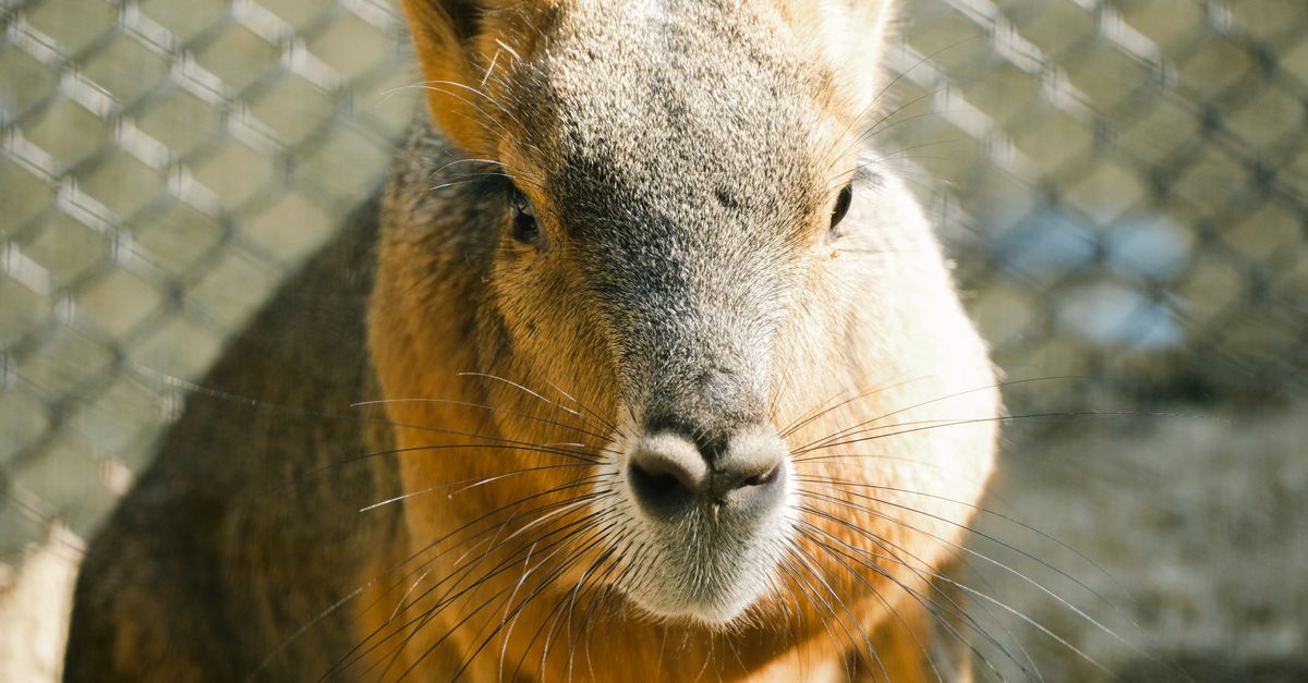 Parc Animalier Pyrénées : Guide Visite