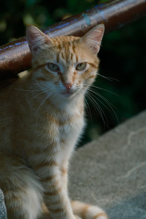 Free Ginger tabby cat sitting on a ledge in Bulgaria, captured up close. Stock Photo
