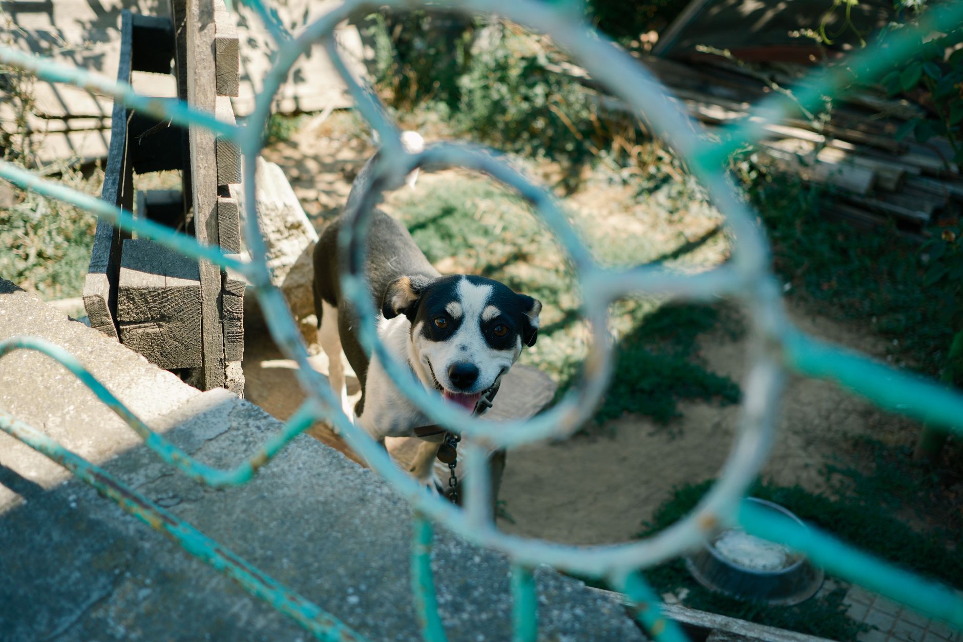 Portrait of a dog at a veterinary clinic