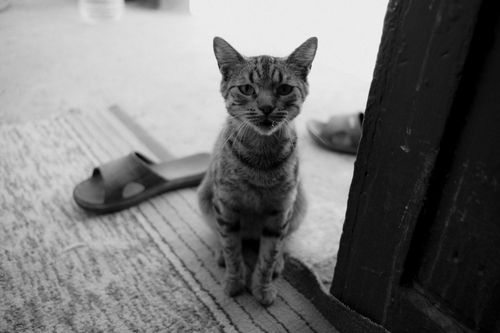 Free A domestic cat poses on a striped rug indoors in this black and white photo. Stock Photo