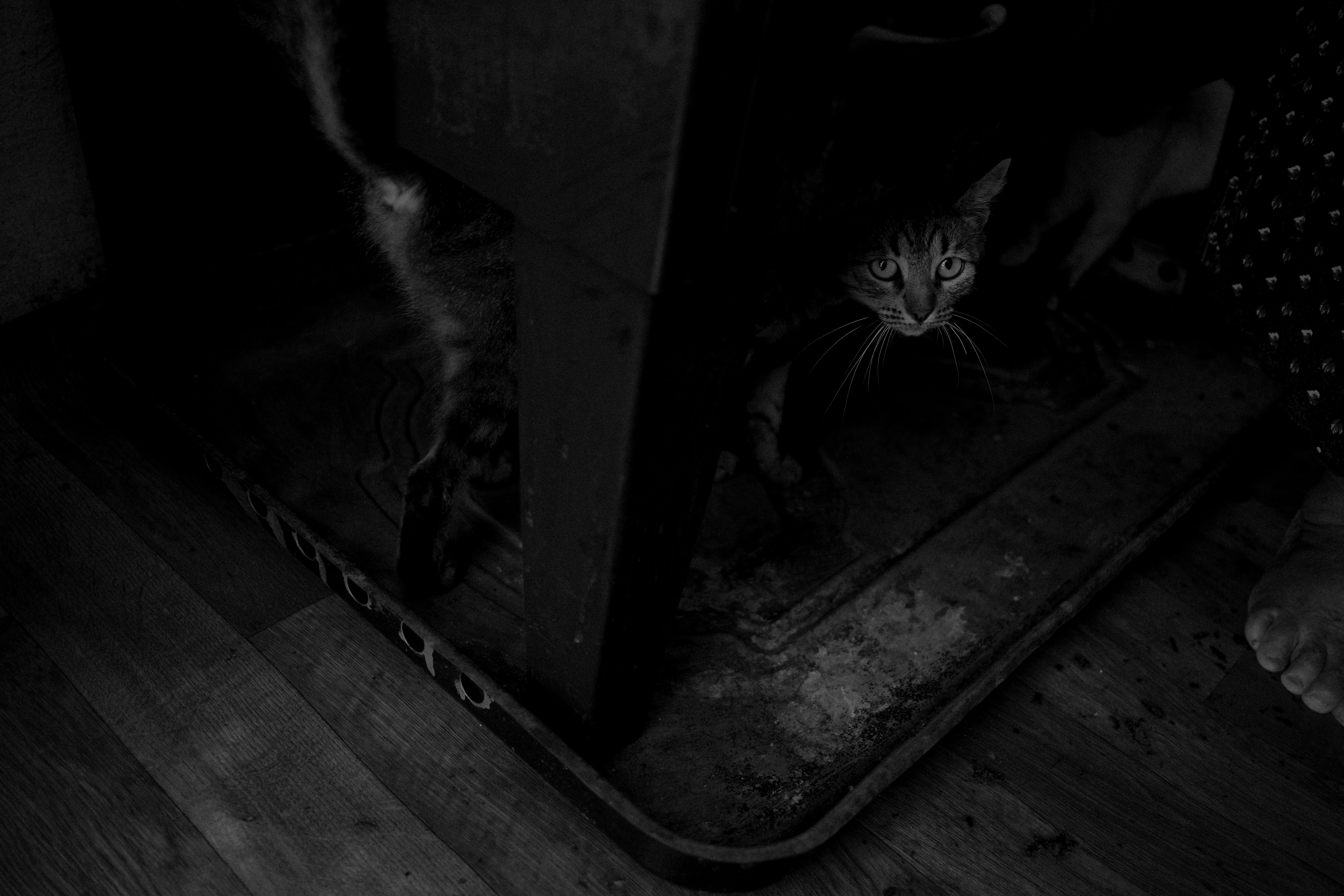 Free A moody black and white image of a cat peeking curiously from a dark space indoors. Stock Photo