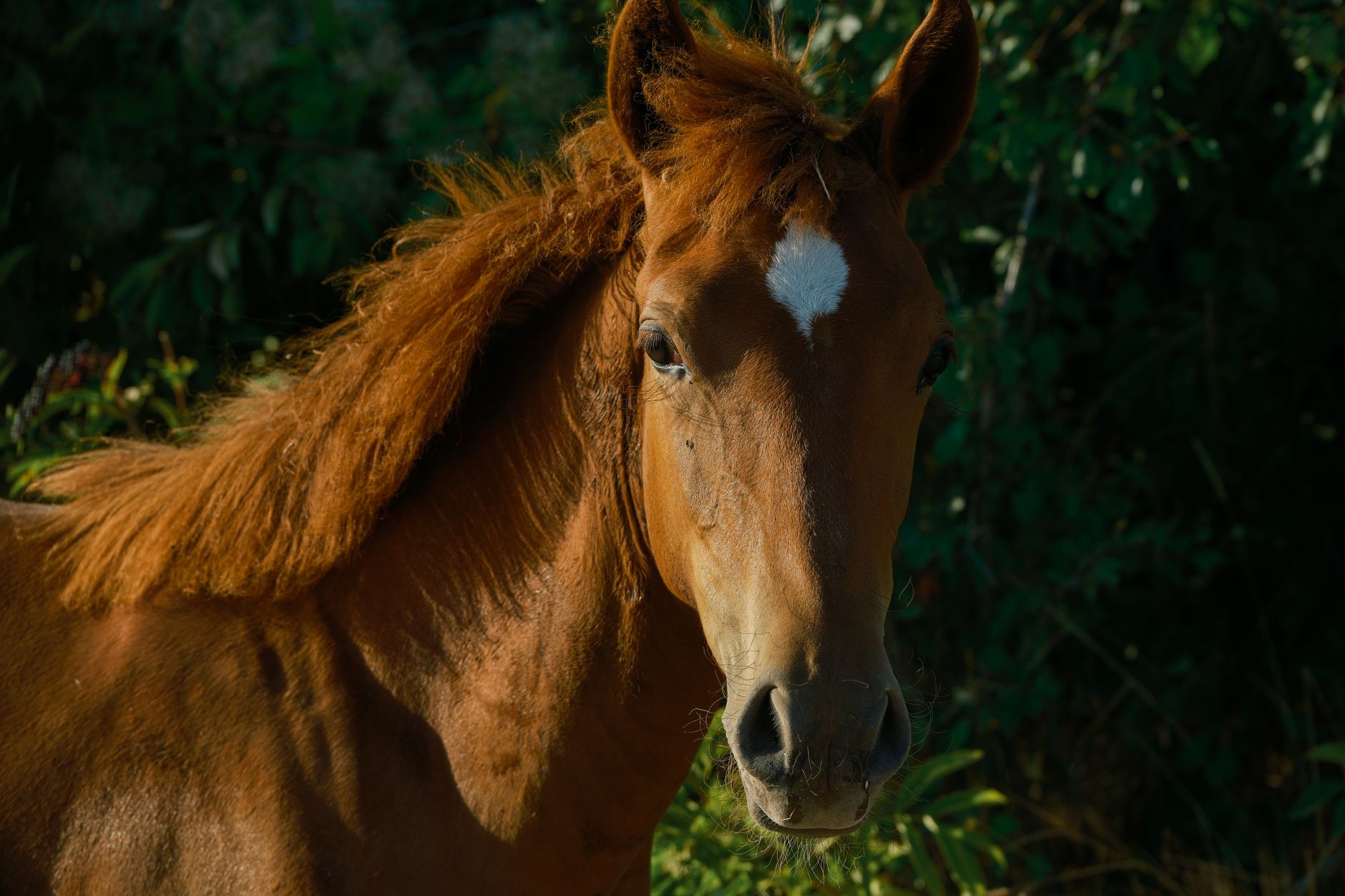 Veterinary care for a horse