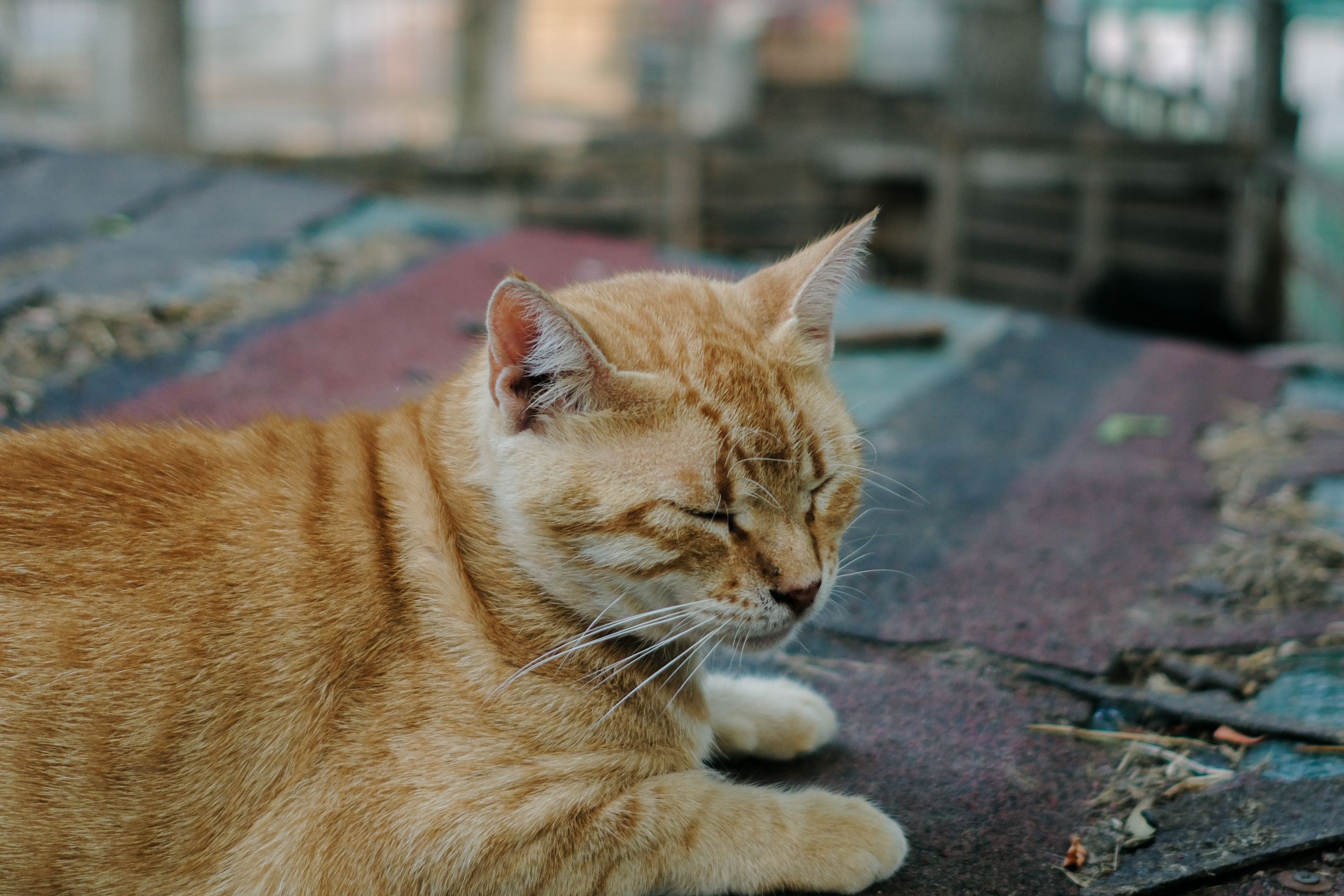 Portrait of a cat at a veterinary clinic