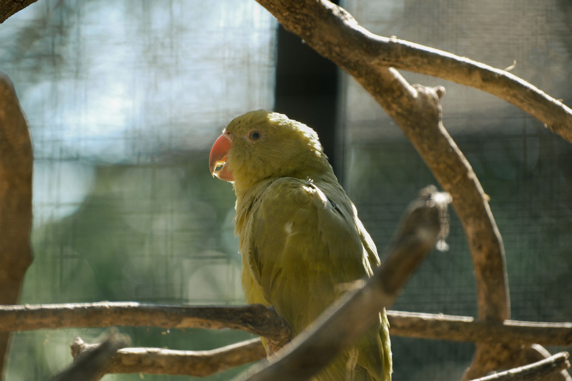 A vibrant green parrot perched on a branch, illuminated by sunlight in Bulgaristan.