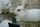 white rabbit