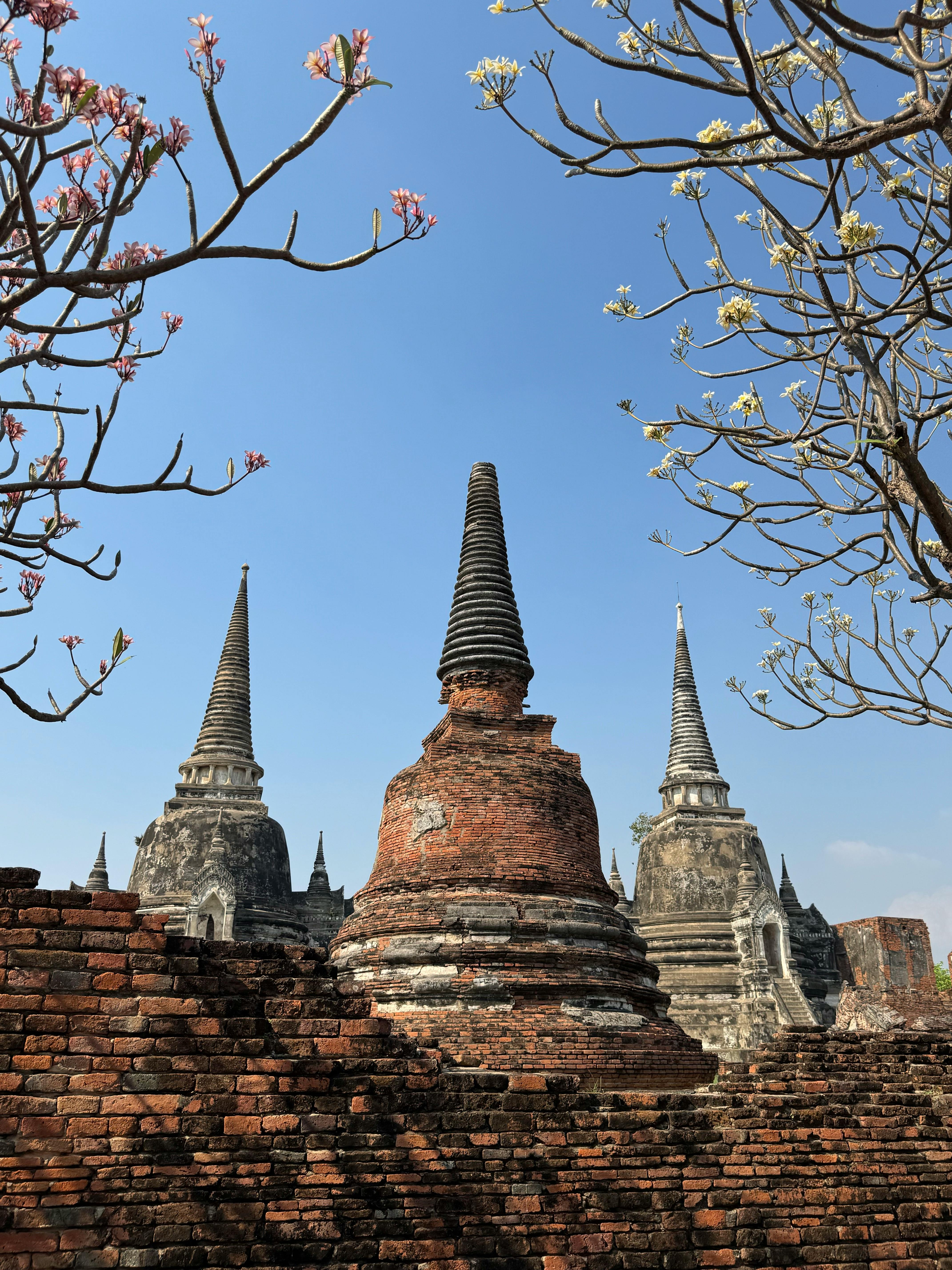 Ancient temple ruins with blooming trees