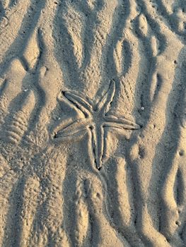 starfish photo