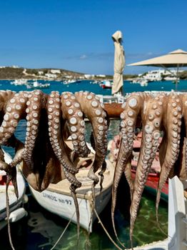 Fresh octopus tentacles drying in the sun by the sea on a Greek island, perfect for culinary themes.