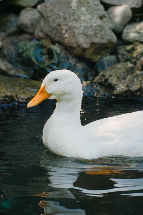 Free A serene white duck with an orange beak glides through a tranquil pond surrounded by rocks. Stock Photo
