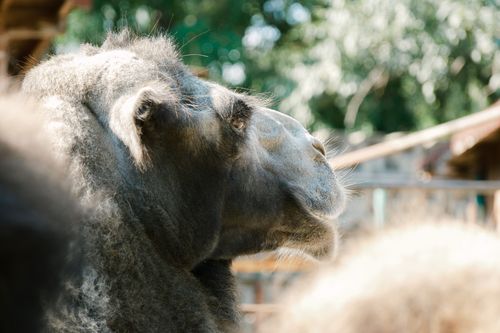 Free Profile view of a Bactrian camel soaking up the sun in a natural setting. Stock Photo