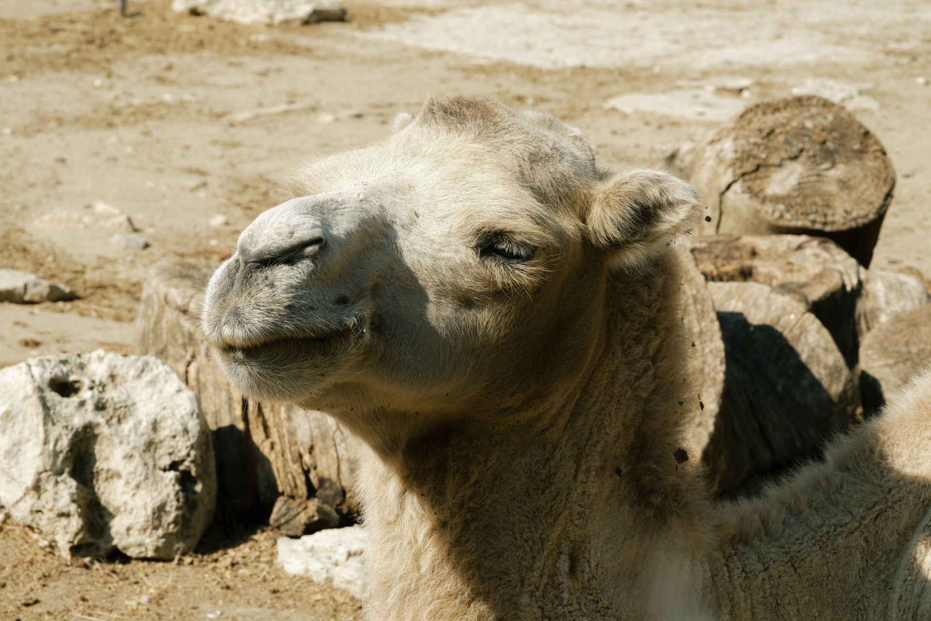 A camel basks in the sun in a dry, sandy landscape, showcasing natural desert beauty.