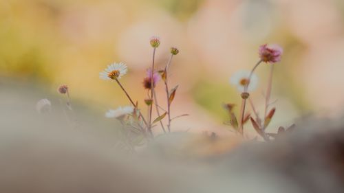 Free Delicate wildflowers in soft focus with pastel tones in Lisbon, Portugal. Stock Photo