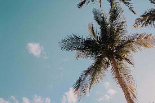Free Tropical palm trees silhouette against a clear blue sky with scattered clouds, creating a tranquil tropical vibe. Stock Photo