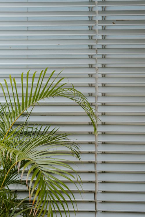 Free A lush green palm plant set against modern window blinds, creating a minimalist indoor aesthetic. Stock Photo