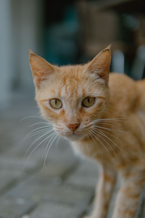 Free An inquisitive ginger cat gazes directly at the camera with a blurred background. Stock Photo