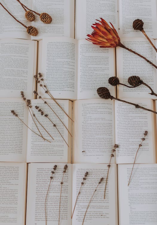 Foto Von Getrockneten Nadelkegeln Oben Auf Büchern