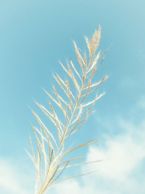 Free Close-up of a single reed plant set against a bright, cloud-dappled blue sky. Stock Photo