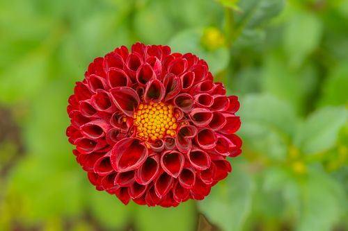 Free Close-up of a vivid red dahlia flower in a garden, showcasing its intricate petal structure. Stock Photo