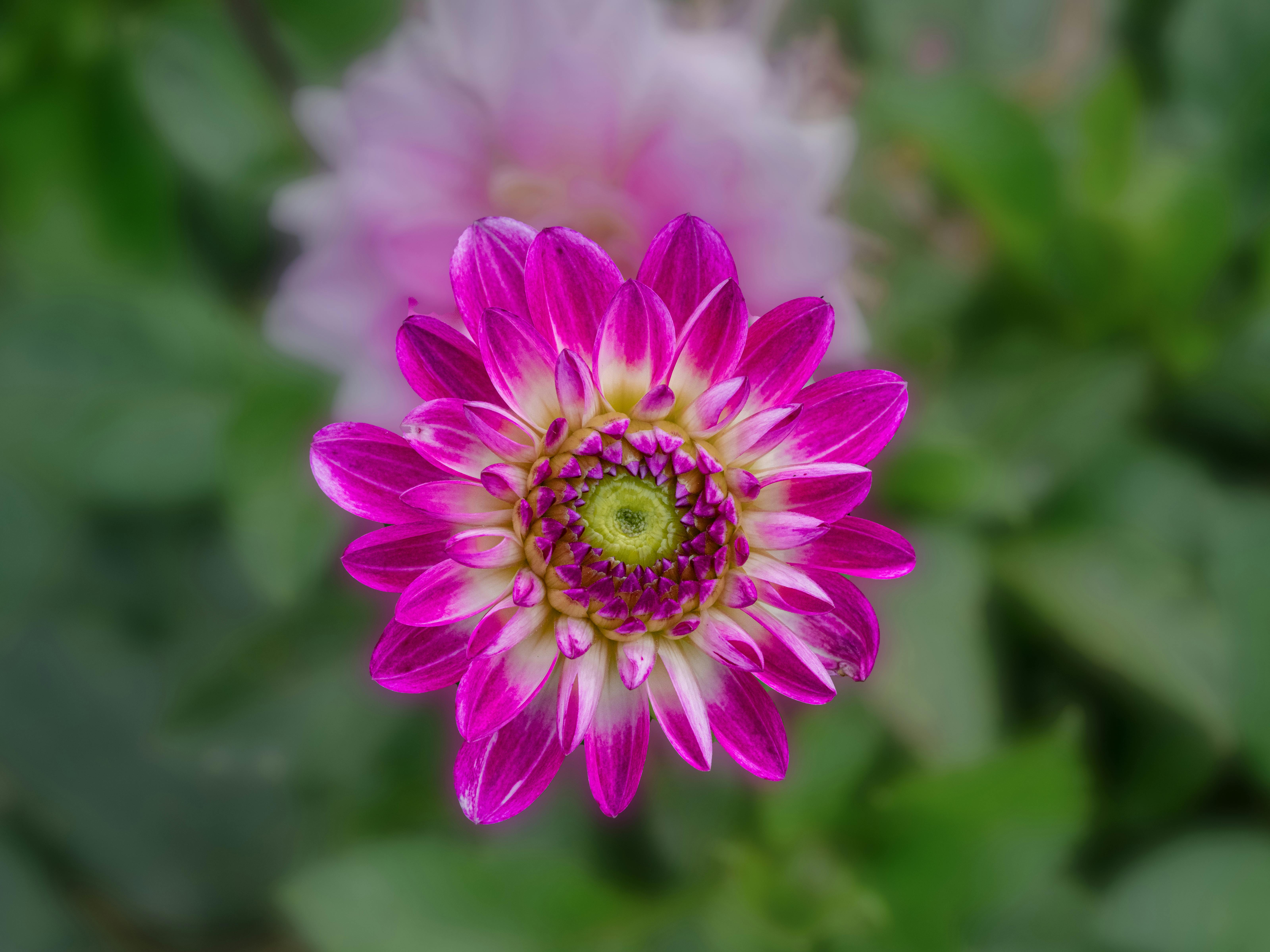 Les secrets du Csarab : Le vert le plus résistant de votre jardin que vous ne connaissez pas encore
