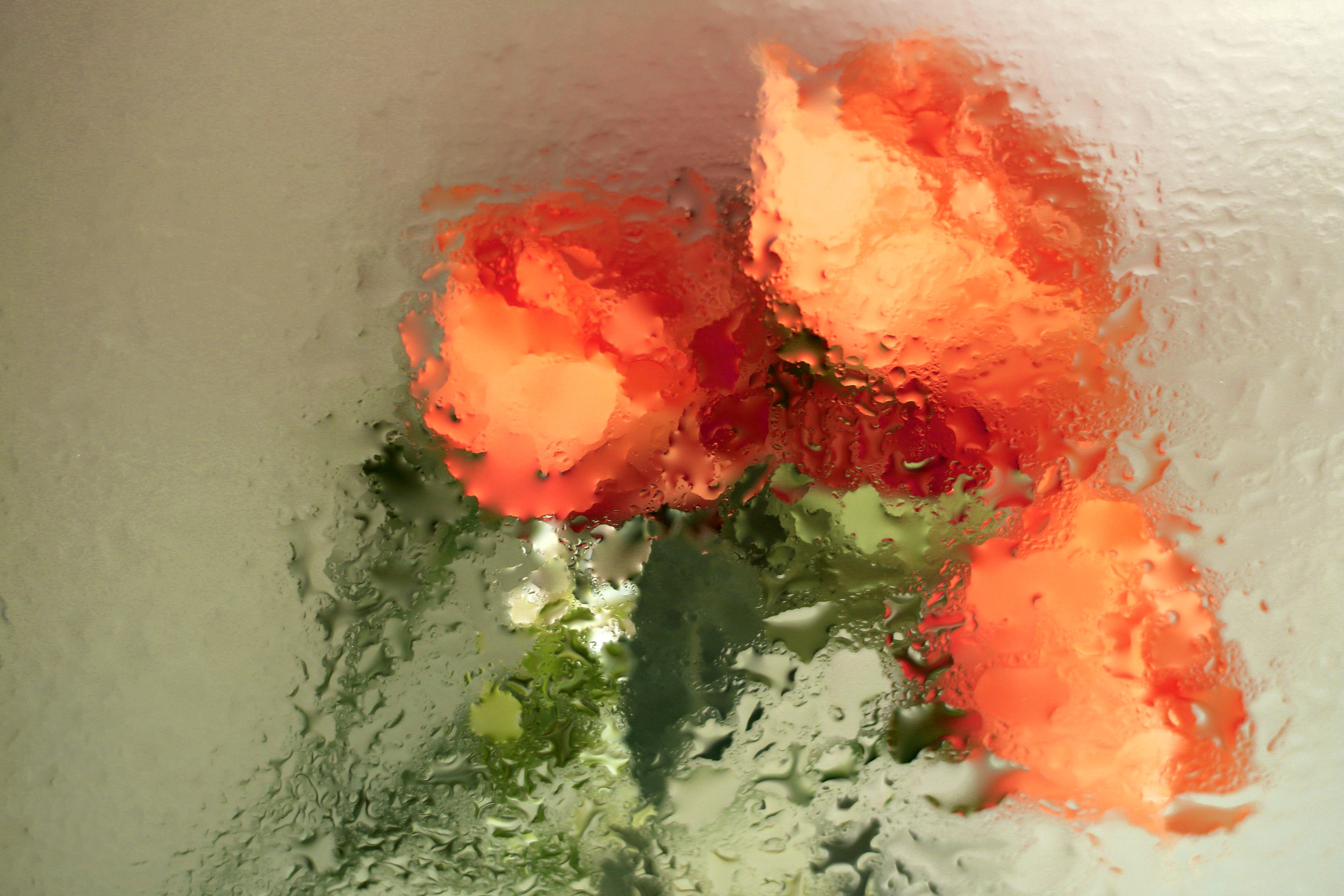 Artistic Blurred Roses Behind Rainy Glass · Free Stock Photo