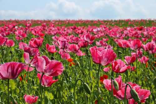 Free A vibrant field filled with blooming pink poppy flowers under a clear blue sky. Stock Photo