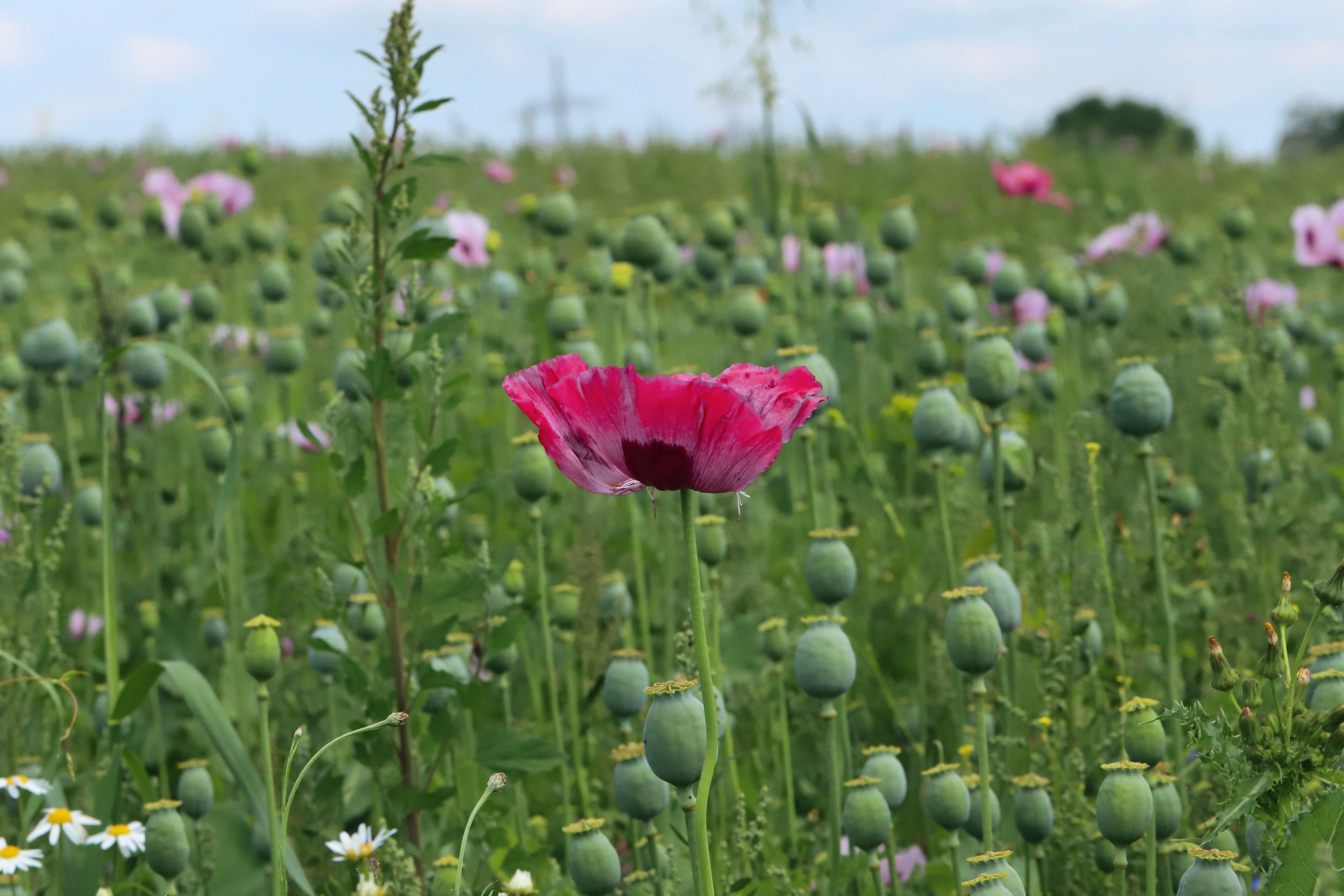 Palestine Poppy Photos, Download The BEST Free Palestine Poppy Stock ...
