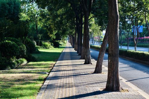 Free A serene tree-lined urban walkway with lush greenery on a sunny day. Stock Photo