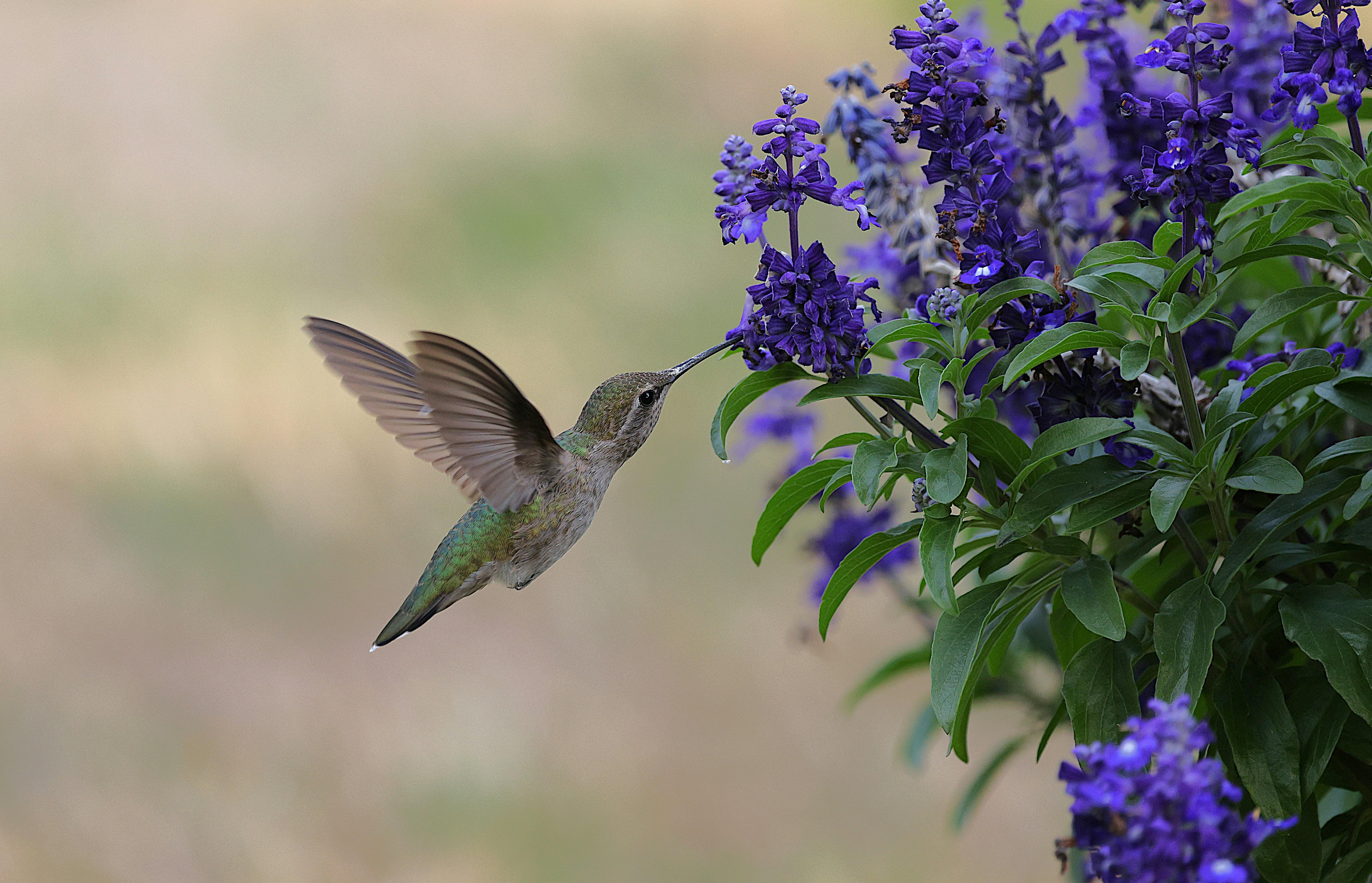 A vibrant Anna's hummingbird in flight feeding on purple flowers in a garden setting.