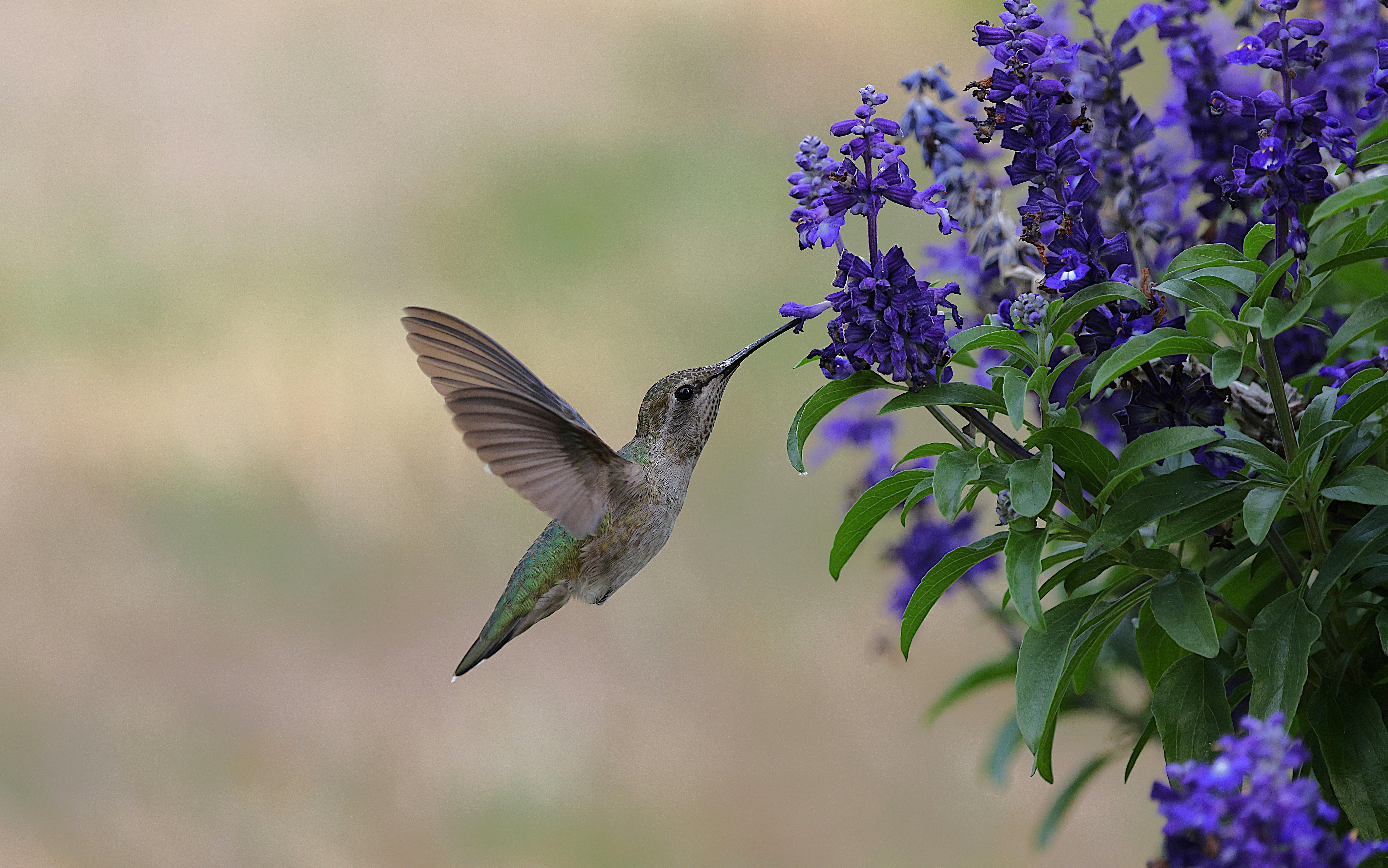 A stunning Anna's hummingbird feeds from vibrant purple flowers in a garden setting.