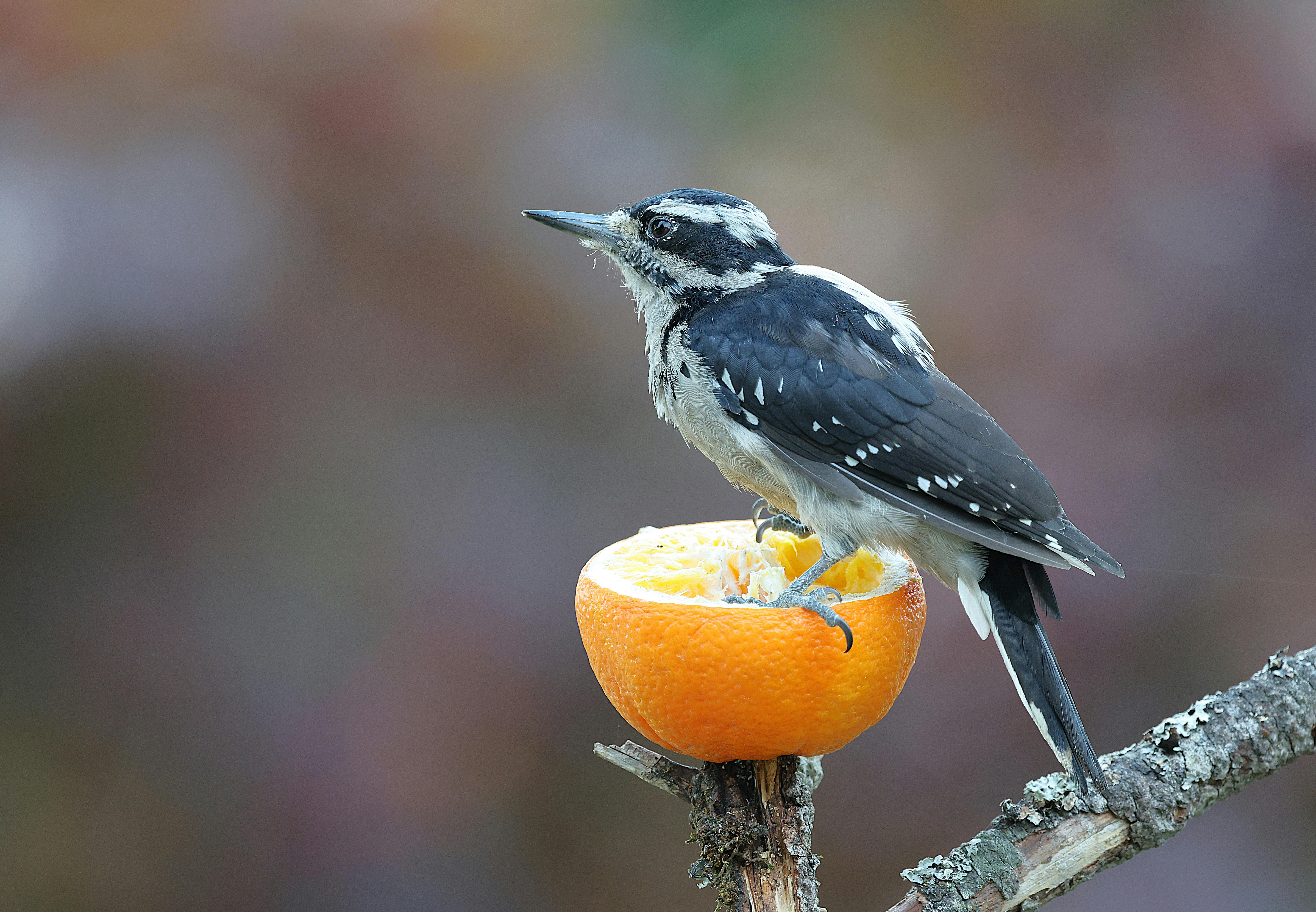 The Real Face of Prejudice: Unmasking the Dark Side of Human Nature