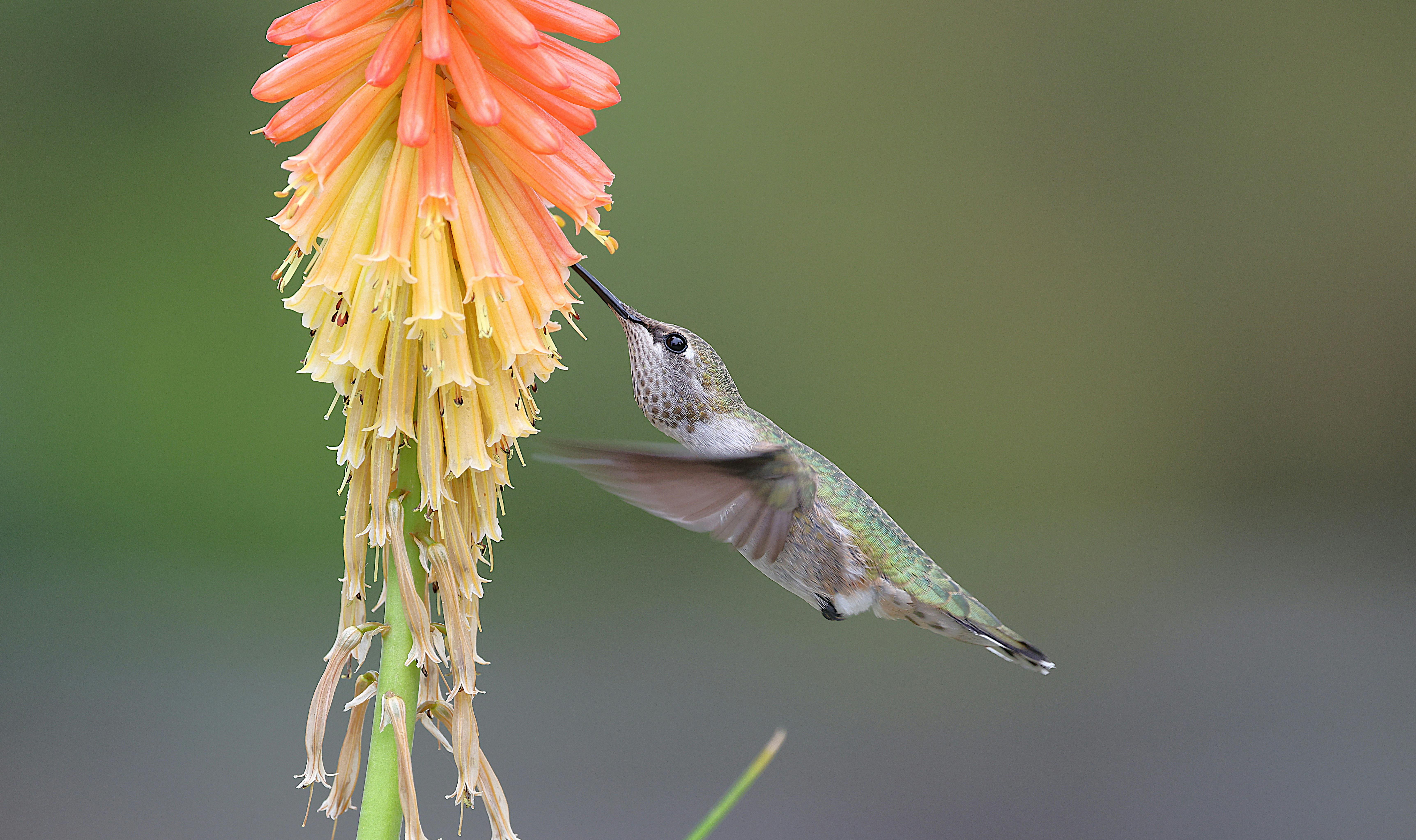 Understanding the Connection Between Gender and Language
