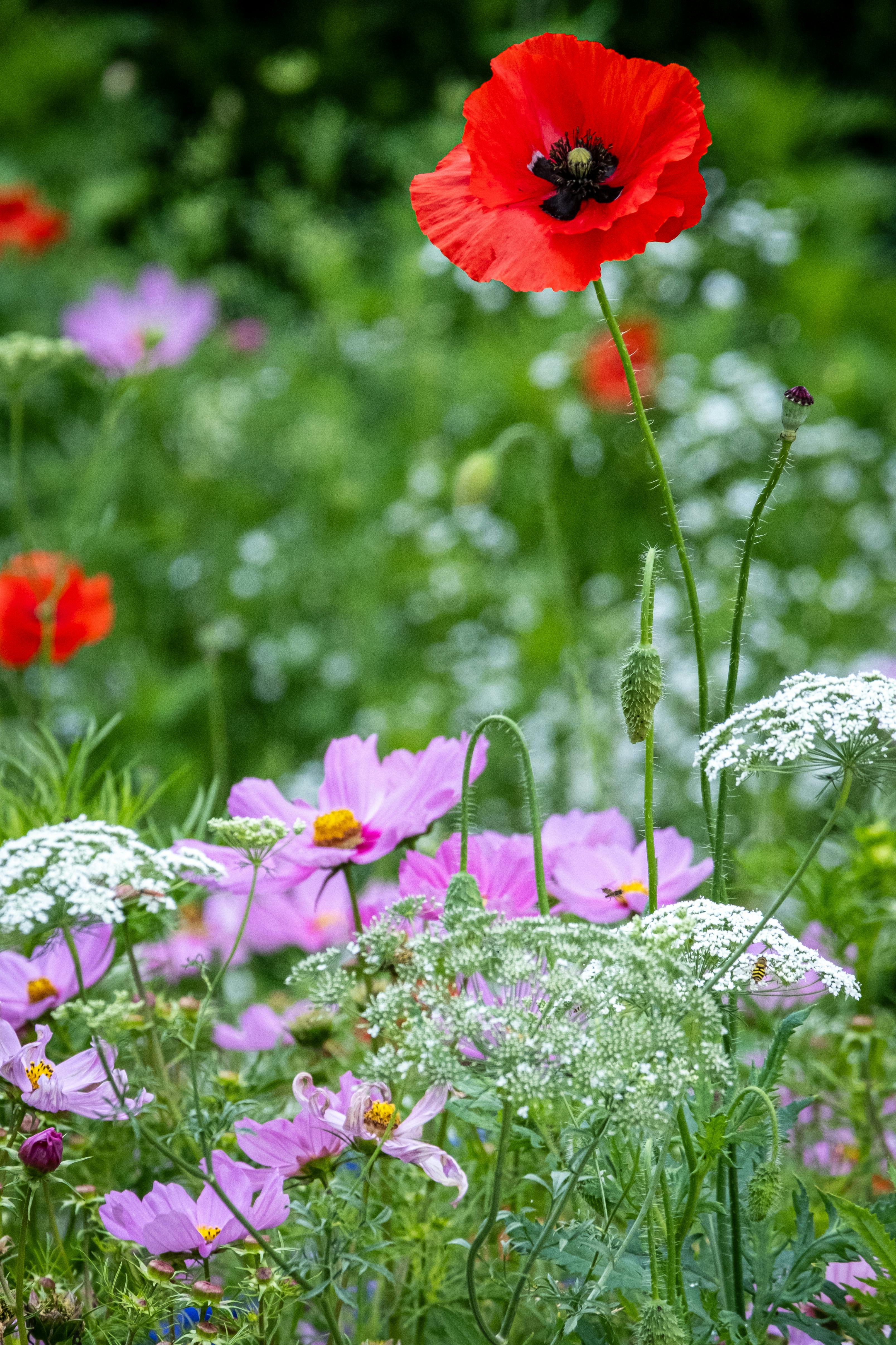 Colorful wildflower meadow featuring a striking red poppy among diverse blooms in England.