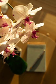 Delicate white orchids with magenta accents beside a notepad, bathed in warm sunlight.