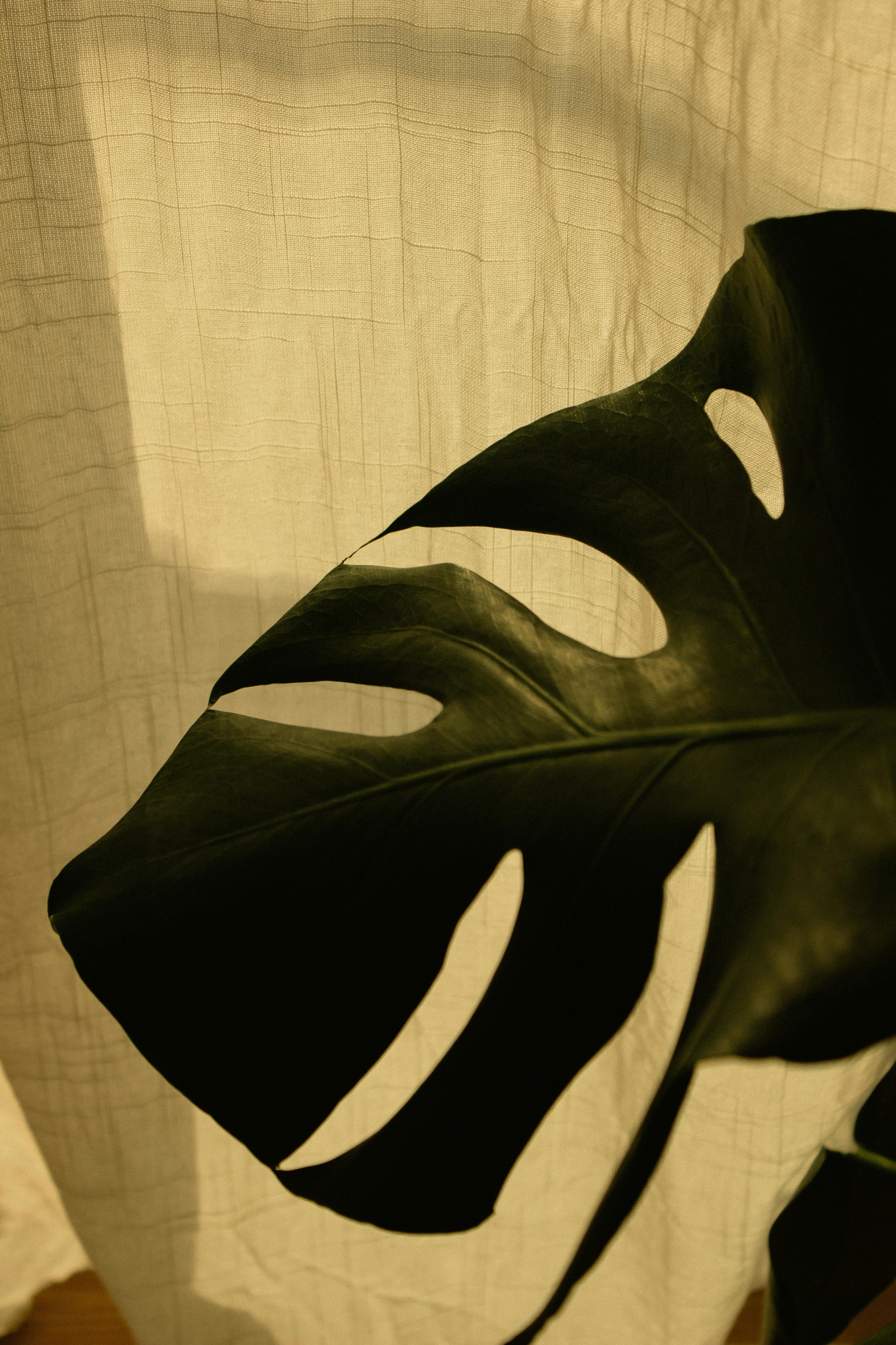 Artistic Monstera Leaf Against Sunlit Curtain