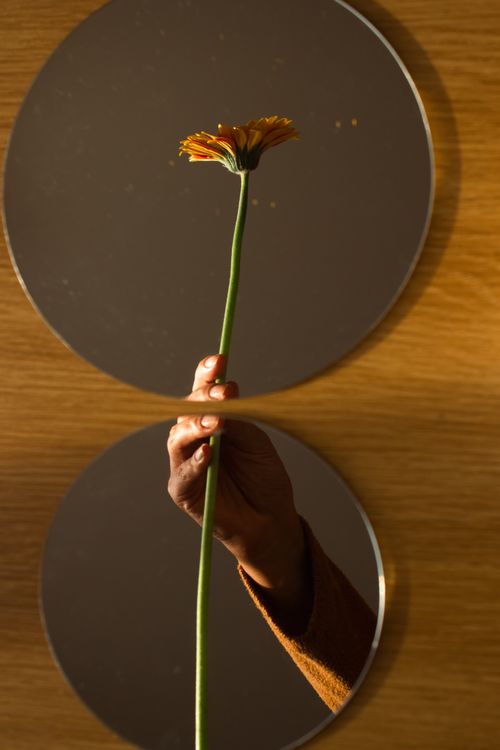 Free Hand holding orange gerbera daisy reflected in mirrors against wood background. Stock Photo