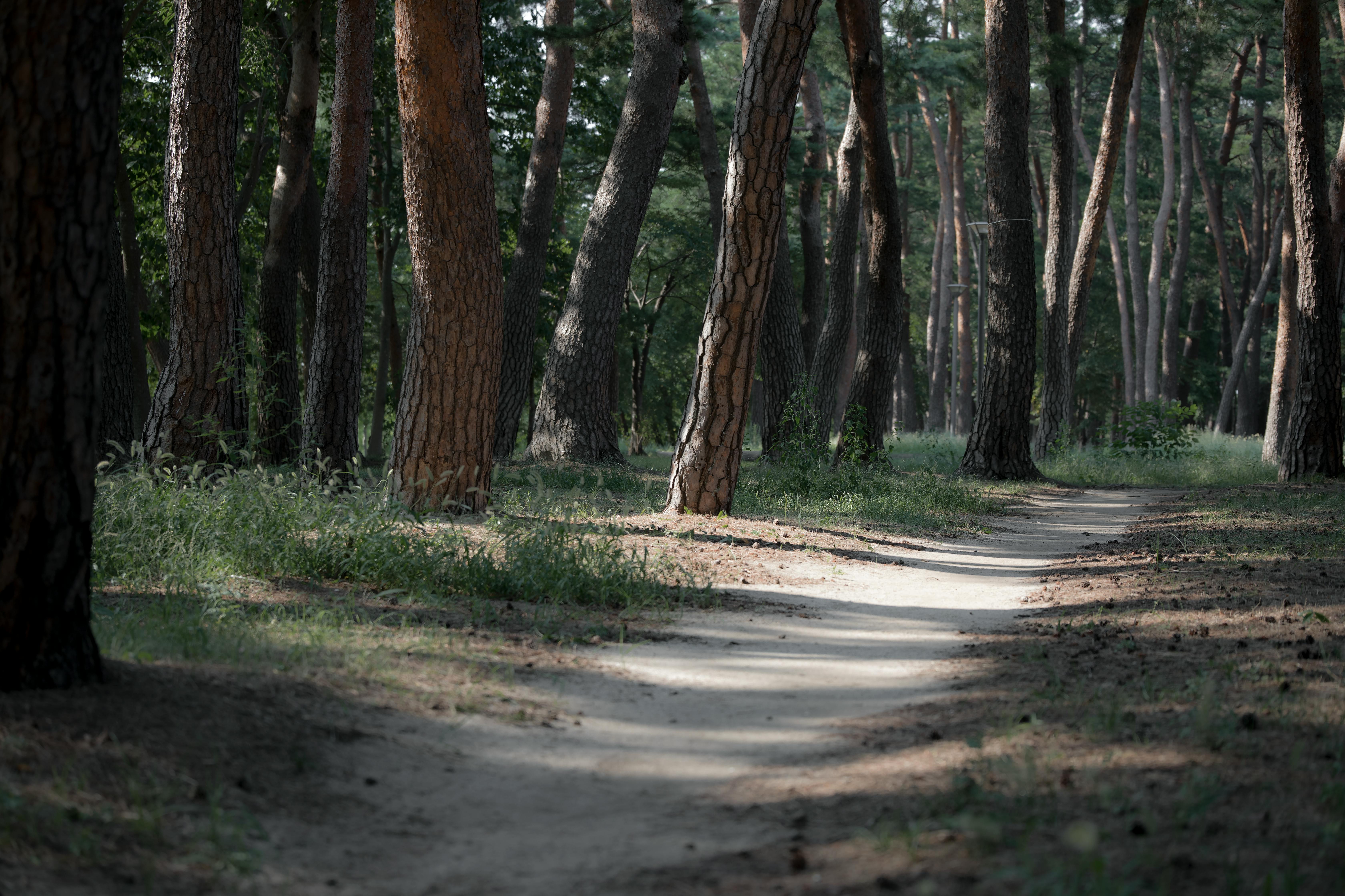 探索自然與寧靜的完美結合：拾月山房森林系民宿全方位介紹