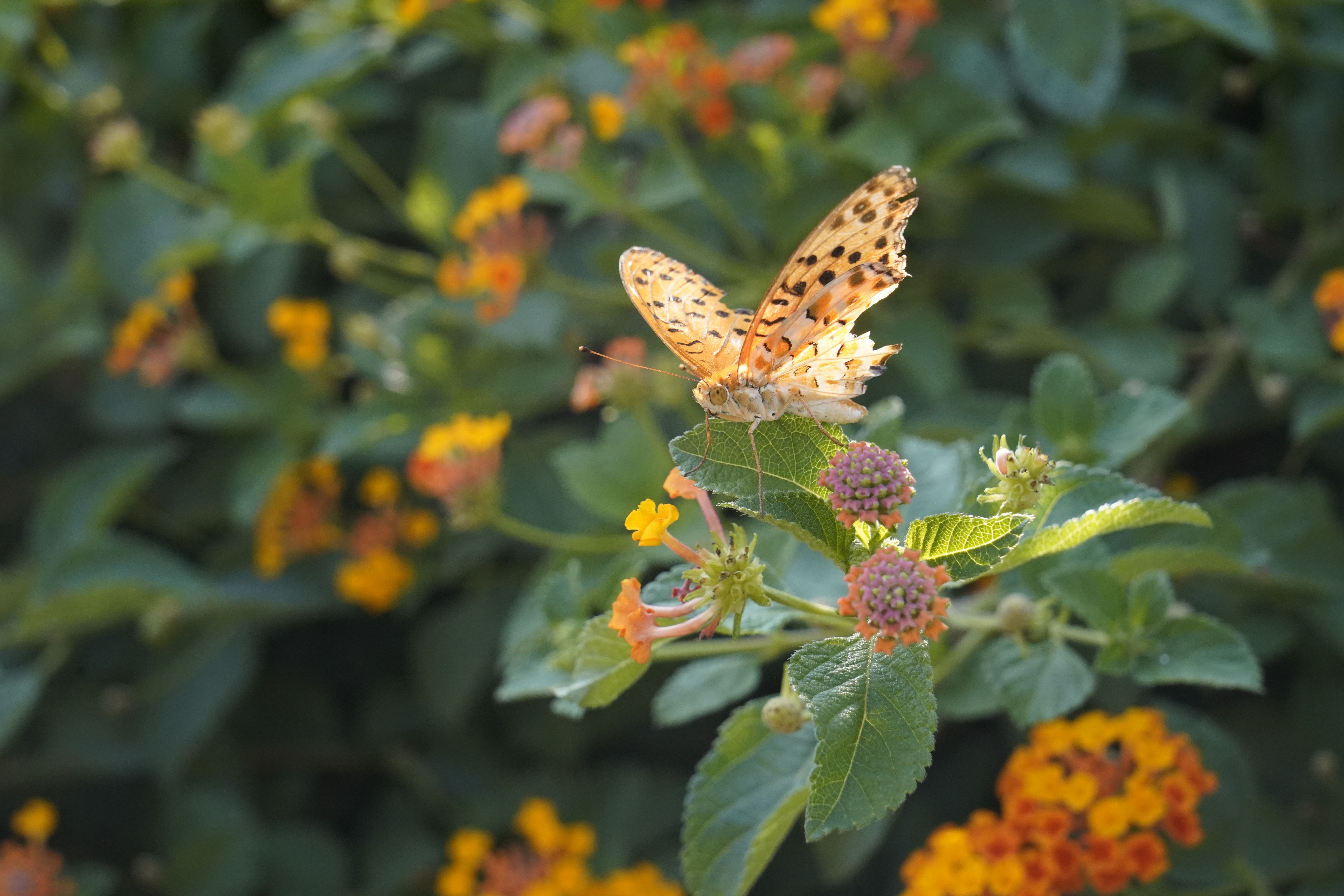 Fall Native Plant Sale
