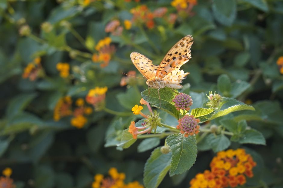 Senda Descubre las mariposas de Pradolongo