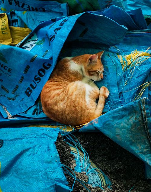 Free A ginger cat peacefully sleeps on blue tarpaulin in an urban setting in Baguio, Philippines. Stock Photo