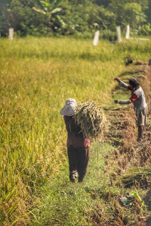 Free Elderly farmers harvesting rice in lush West Java paddy fields during daytime. Stock Photo