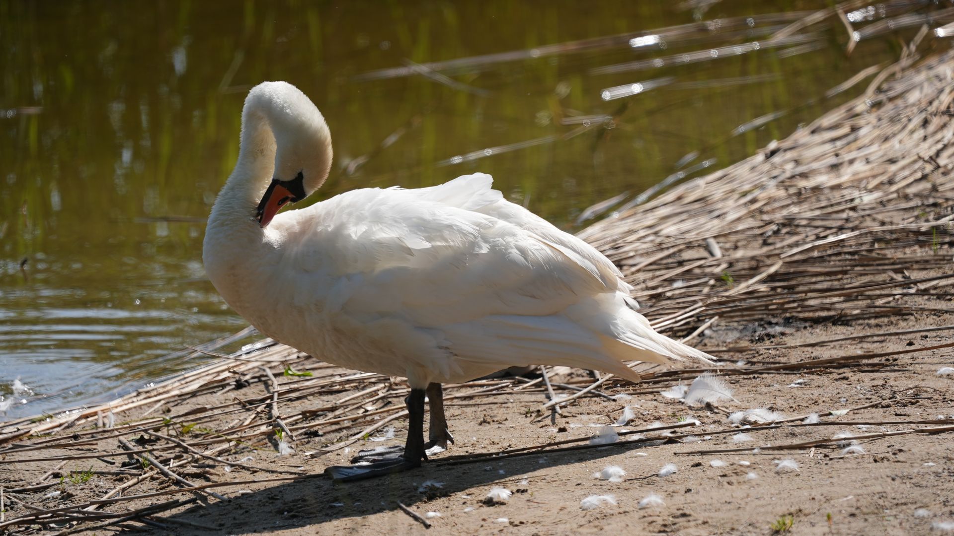 Elegant mute swan preening by the lake in Gietrzwałd, Poland, during summer.