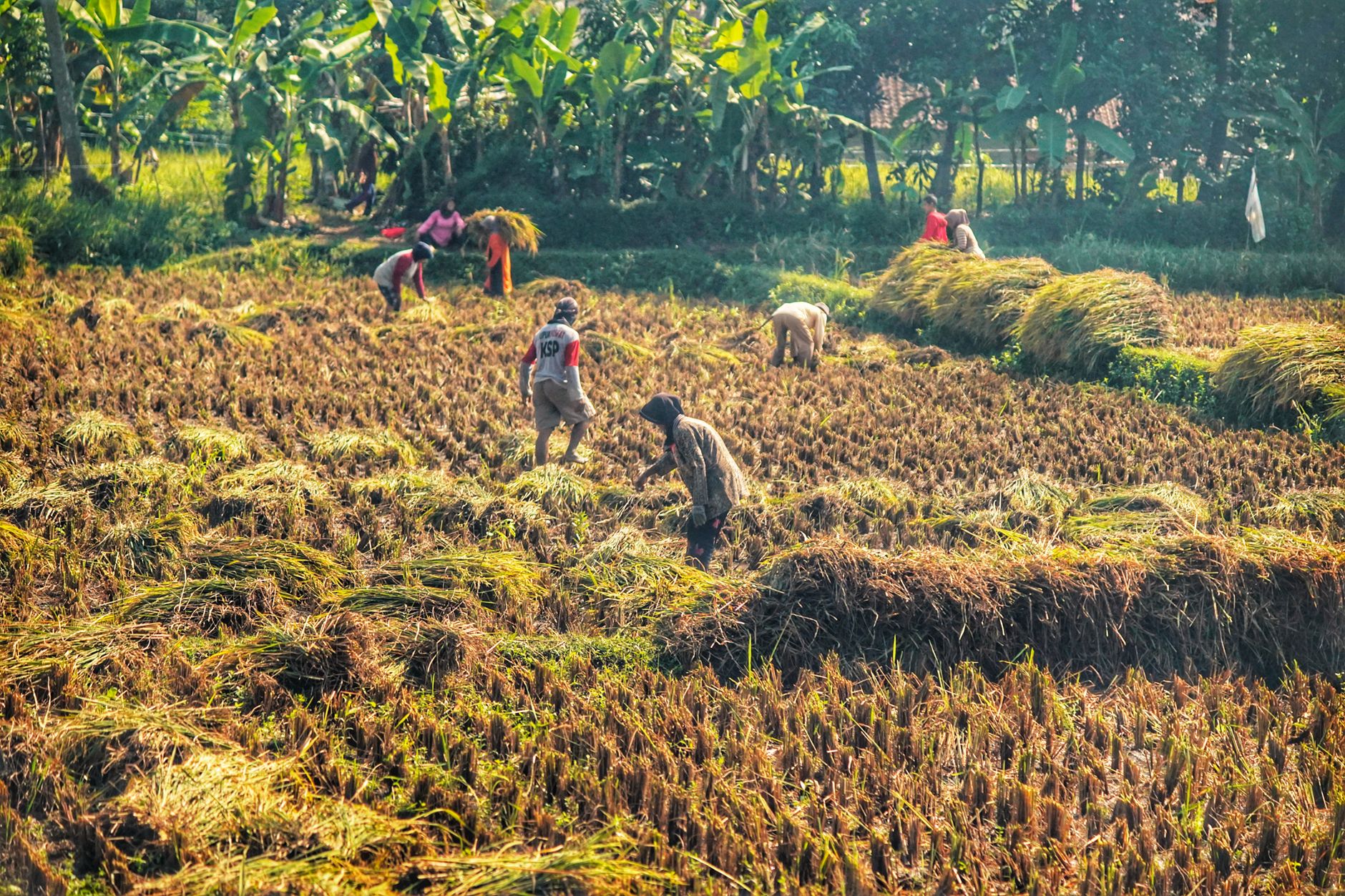 Local farmers harvesting rice in lush West Java fields on a sunny day.