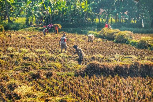Free Local farmers harvesting rice in lush West Java fields on a sunny day. Stock Photo
