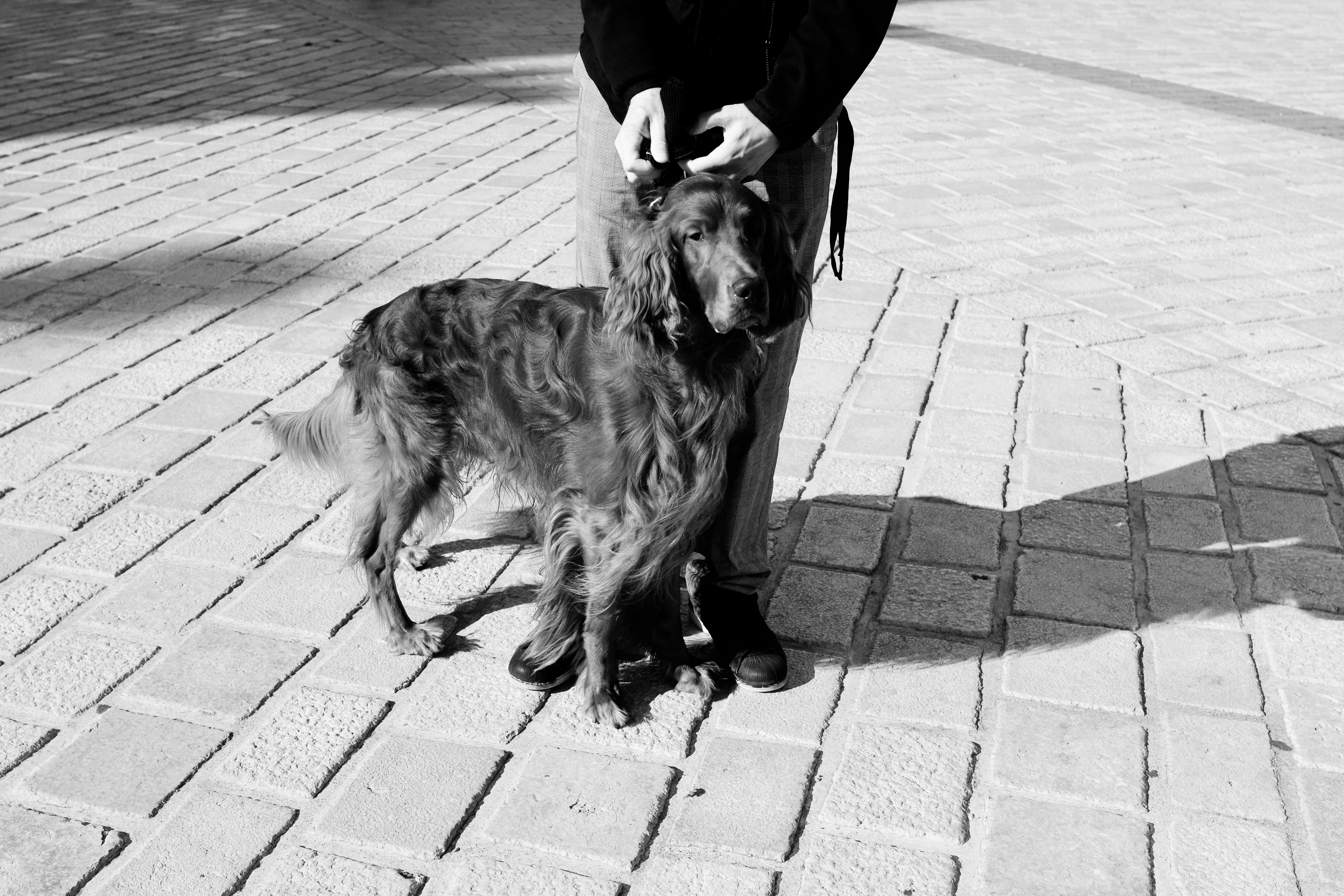 A classic black and white image of an Irish Setter with its owner on a cobblestone street in France.