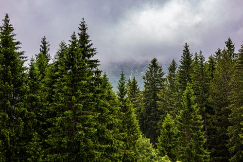 Free Dense evergreen forest with mist-covered mountains, capturing nature's serene beauty. Stock Photo