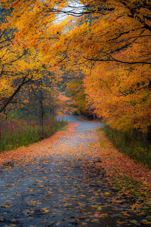 Asphalt road in autumn park with colorful trees